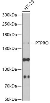PTPRO antibody