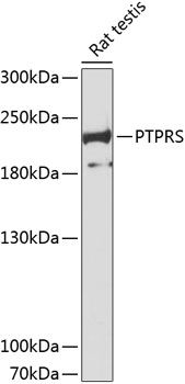 PTPRS antibody