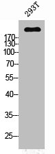 PTPRZ1 antibody