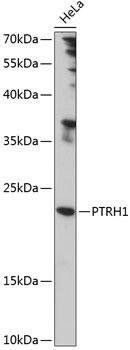 PTRH1 antibody