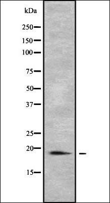PTRH2 antibody