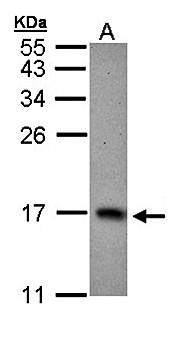 PTS antibody