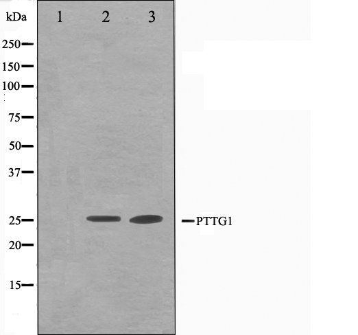 PTTG1 antibody