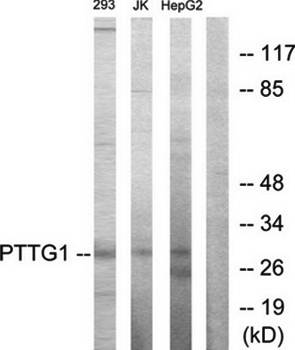 PTTG1 antibody