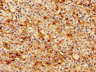 PTTG1IP antibody