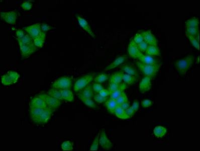 PTTG2 antibody