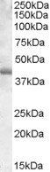 Goat anti-PU.1 Antibody