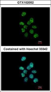 PUF60 antibody