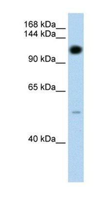 PUM2 antibody