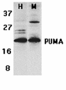 PUMA Antibody