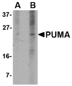 PUMA Monoclonal Antibody