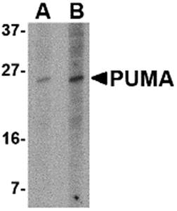 PUMA Monoclonal Antibody