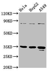 PURA antibody