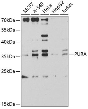 PURA antibody