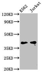 PURG antibody