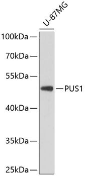 PUS1 antibody
