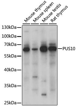 PUS10 antibody