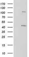 PUS7 antibody