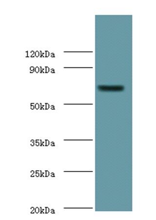 Putative phospholipase B-like 2 antibody