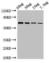 pvdA Antibody