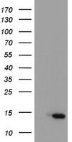 PVRL1 (NECTIN1) antibody