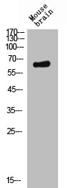 PVRL2 antibody