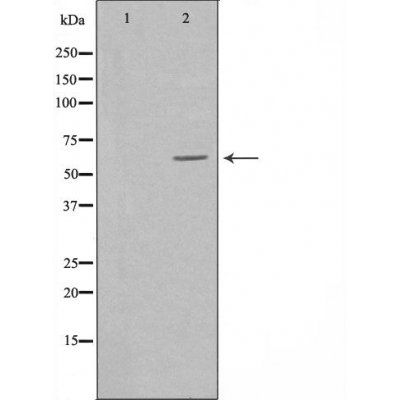 PVRL3 antibody