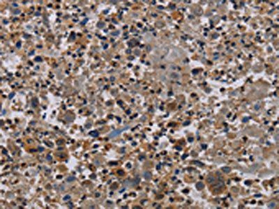 PVRL4 Antibody