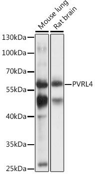 PVRL4 antibody