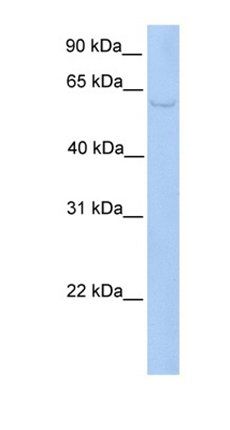 PWP1 antibody