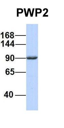PWP2 antibody