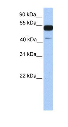 PWWP2A antibody