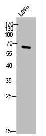PWWP2B Antibody
