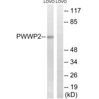 PWWP2B antibody