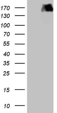 PWWP3A Antibody
