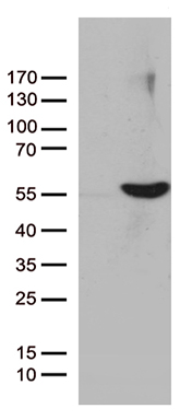 PX19 Antibody