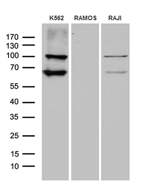 PX19 Antibody