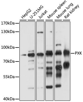 PXK antibody