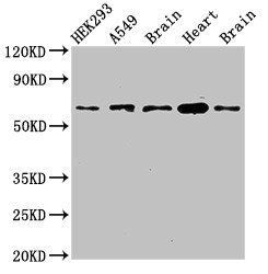 PXK antibody