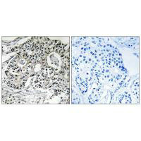 PXMP2 Antibody
