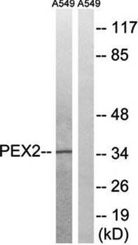 PXMP3 antibody