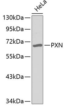 PXN antibody