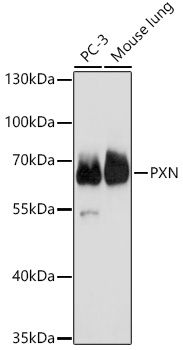 PXN antibody