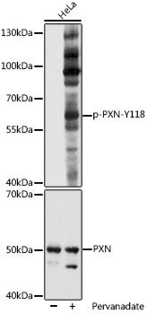 PXN (Phospho-Y118) antibody