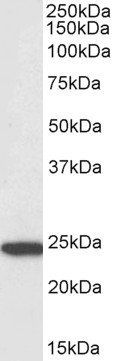 Goat anti-ASC / TMS1, Biotinylated Antibody
