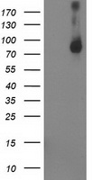 PYCR3 antibody
