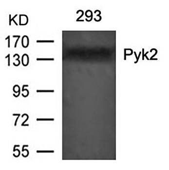 Pyk2 (Ab-402) Antibody