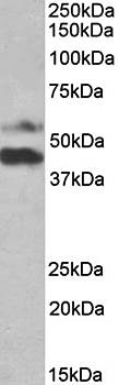 Goat anti-PYROXD1 Antibody