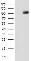 Pyruvate Kinase (PKLR) antibody