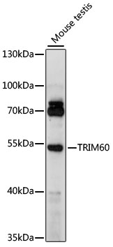TRIM60 antibody